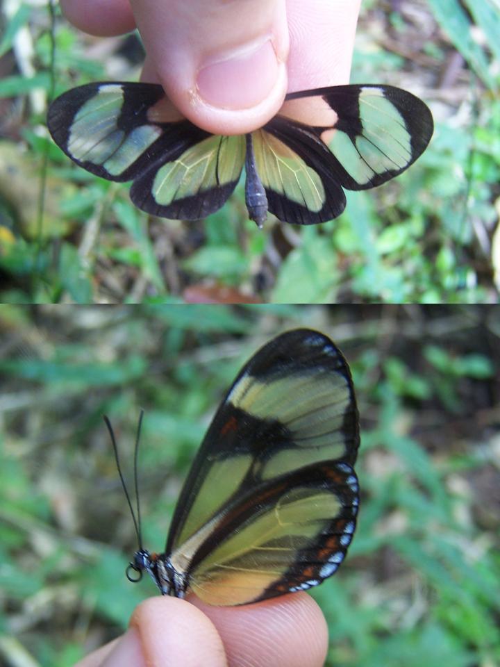 FIGURE 2d FIGURE 2d